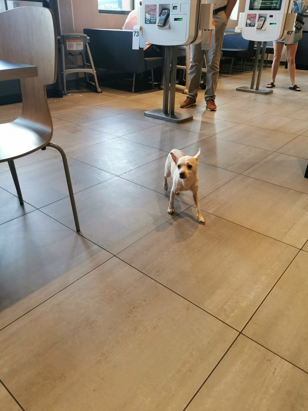 Найдена собака в Обнинске — фото объявления