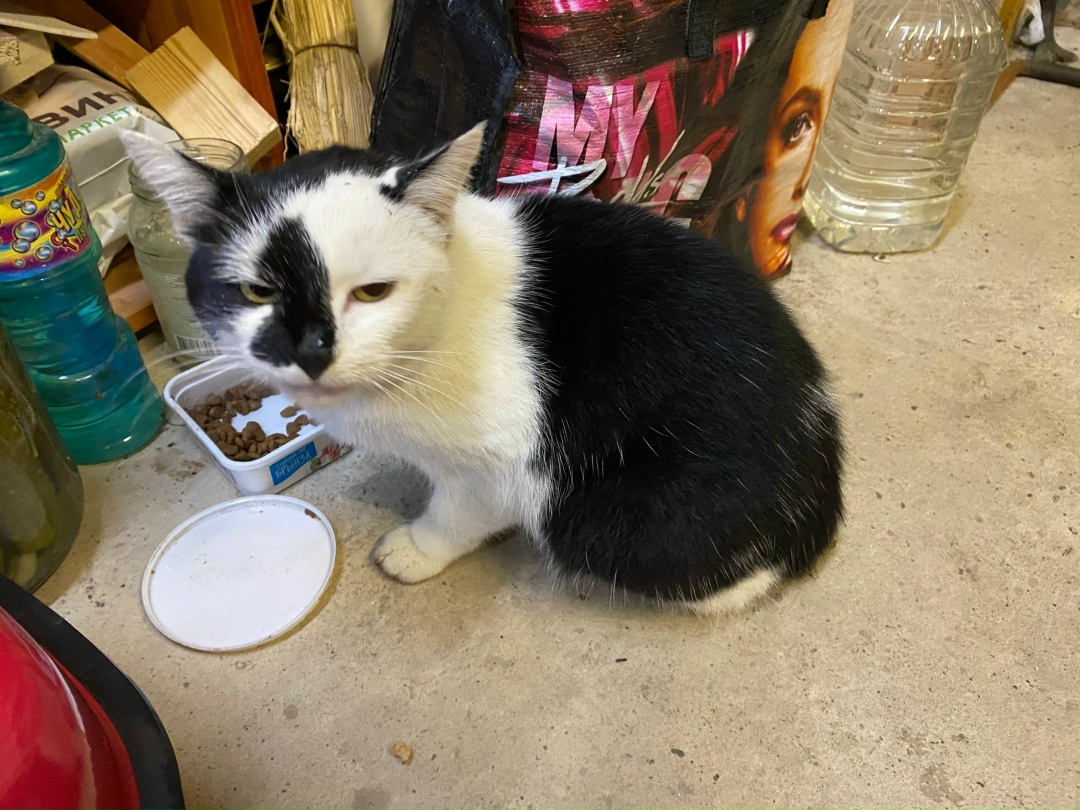 Найдена кошка в Обнинске — фото объявления