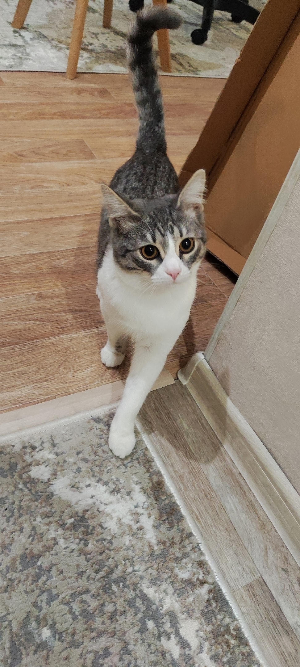 Найдена кошка в Обнинске — фото объявления