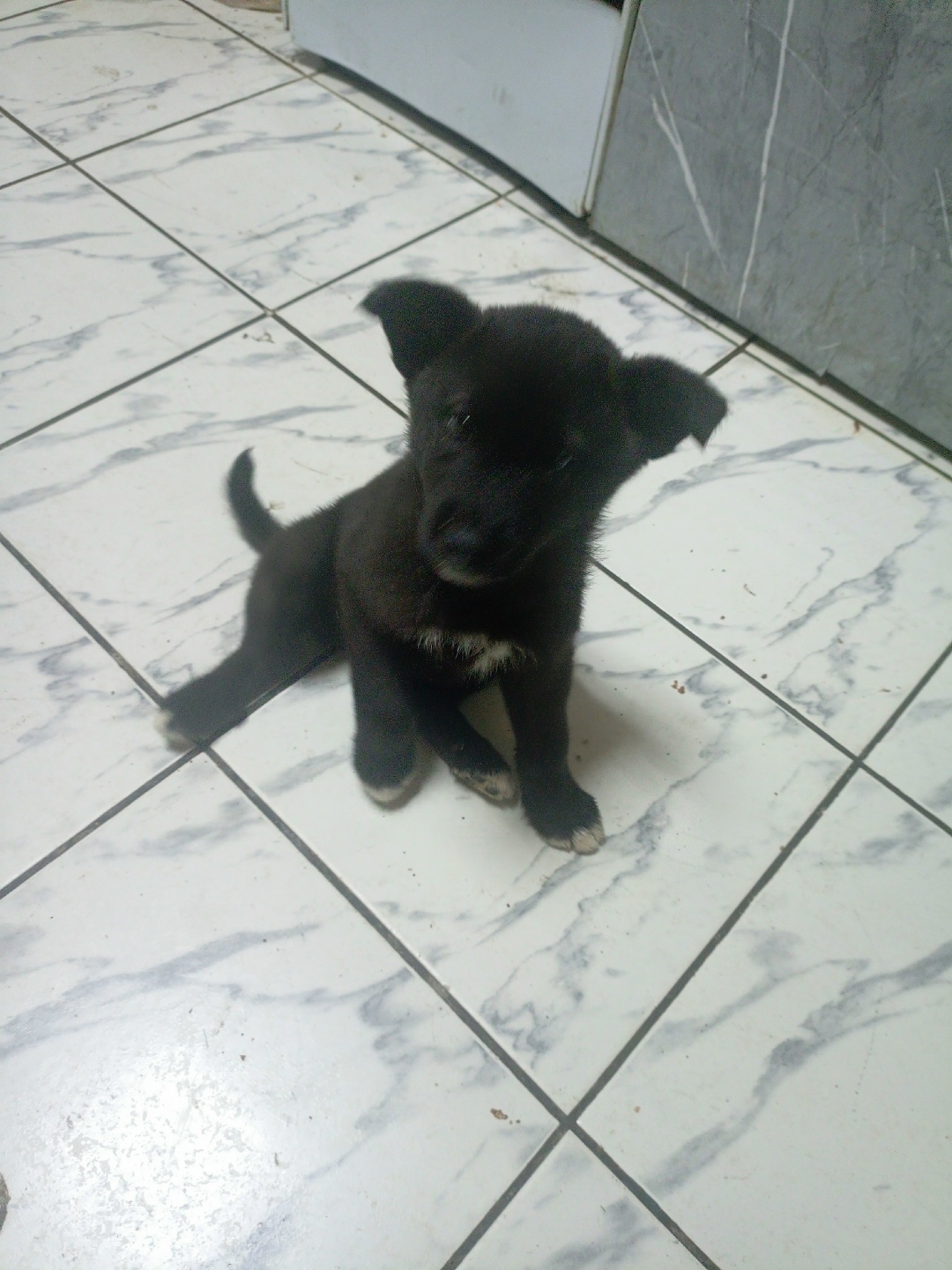 Пропала собака в Обнинске — фото объявления