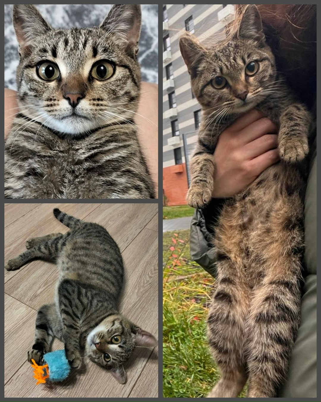 Найдена кошка в Обнинске — фото объявления