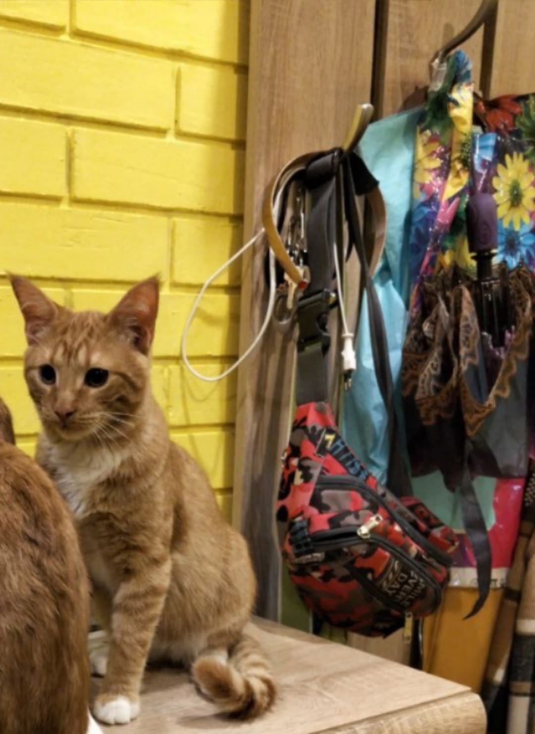 Пропала кошка в Обнинске — фото объявления