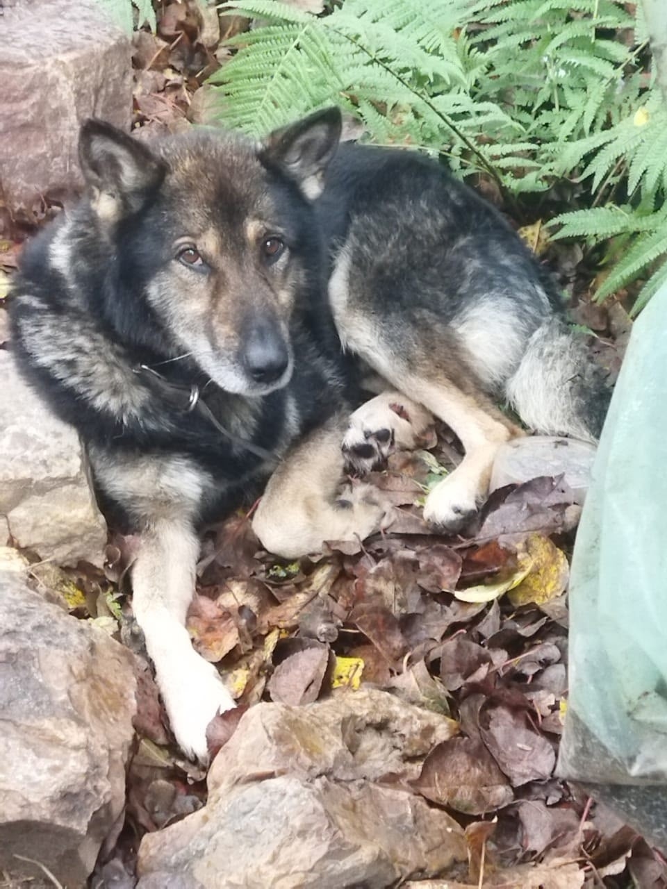 Найдена собака в Обнинске — фото объявления