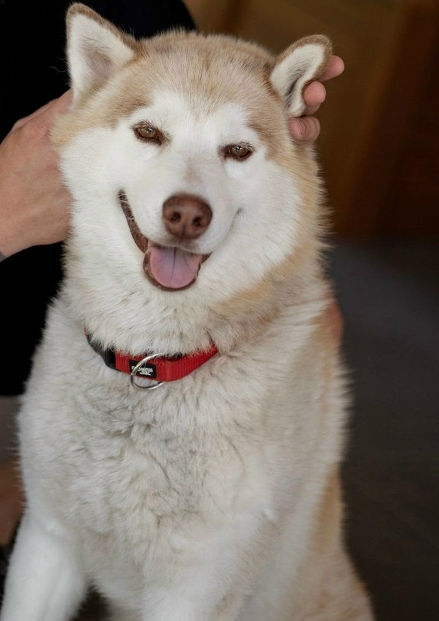 Пропала собака в Обнинске — фото объявления