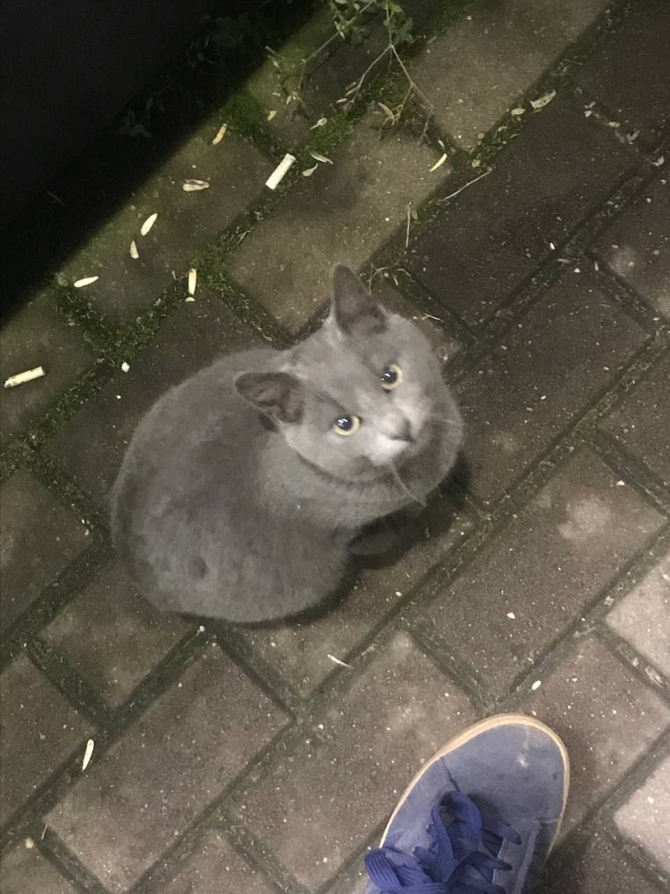 Пропала кошка в Обнинске — фото объявления