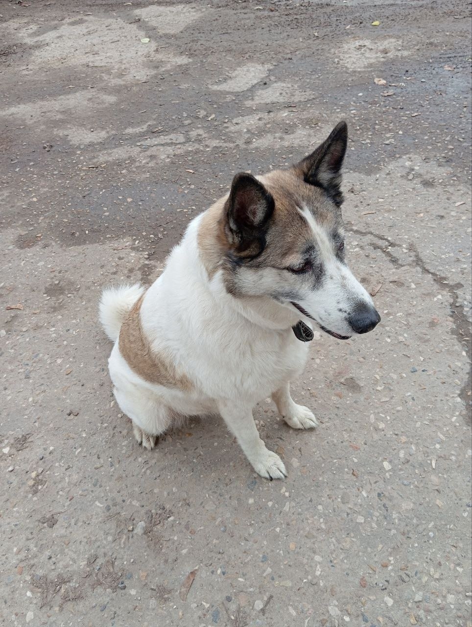 Пропала собака в Обнинске — фото объявления