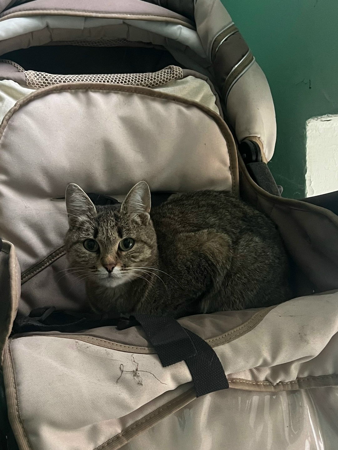 Найдена кошка в Обнинске — фото объявления