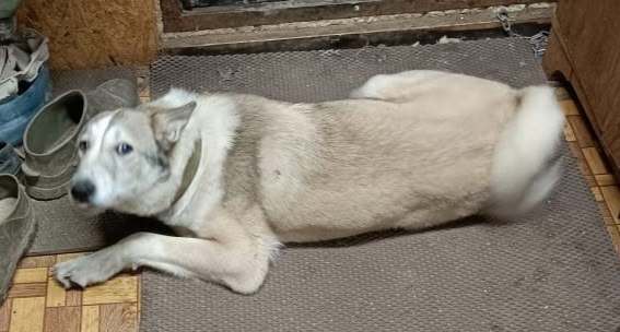 Пропала собака в Обнинске — фото объявления