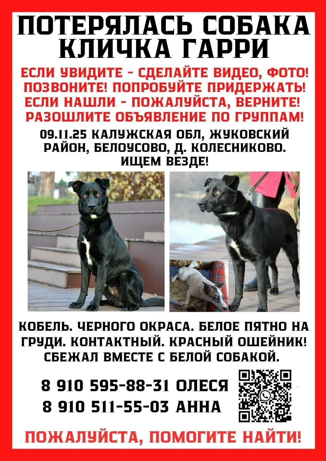 Пропала собака в Обнинске — фото объявления