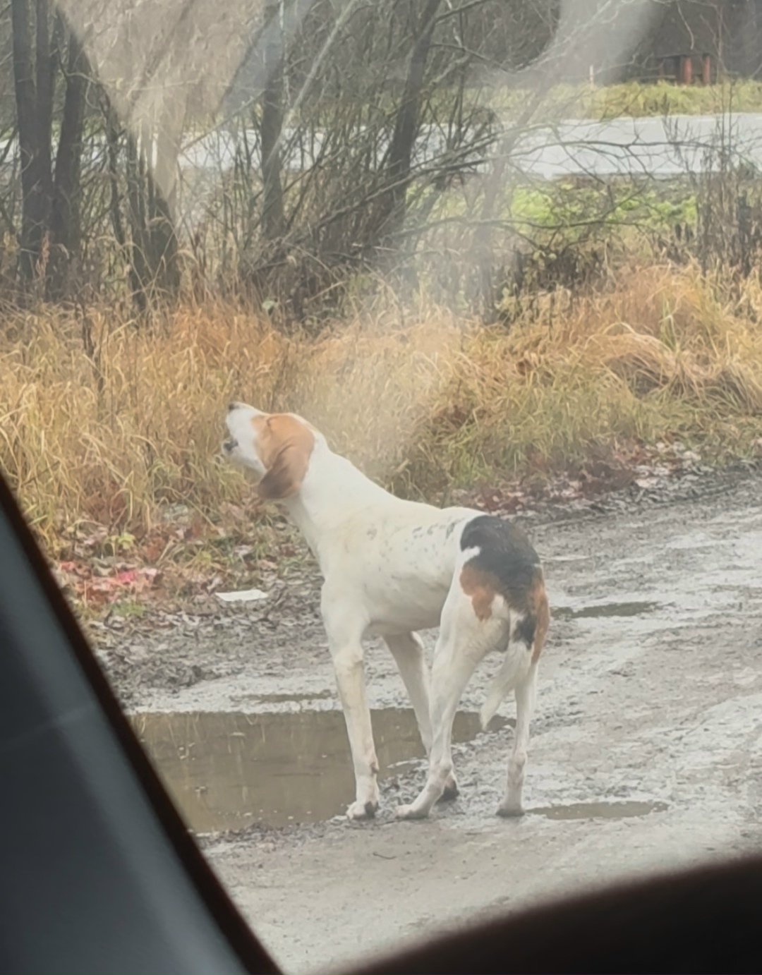 Пропала собака в Обнинске — фото объявления