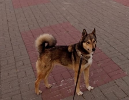 Пропала собака в Обнинске — фото объявления