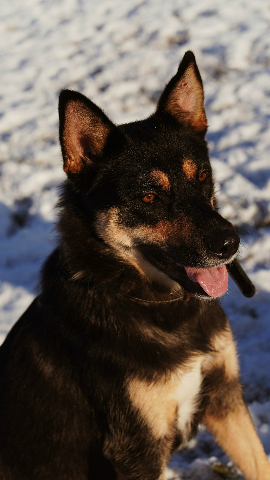 Найдена собака в Егорьевске — фото объявления