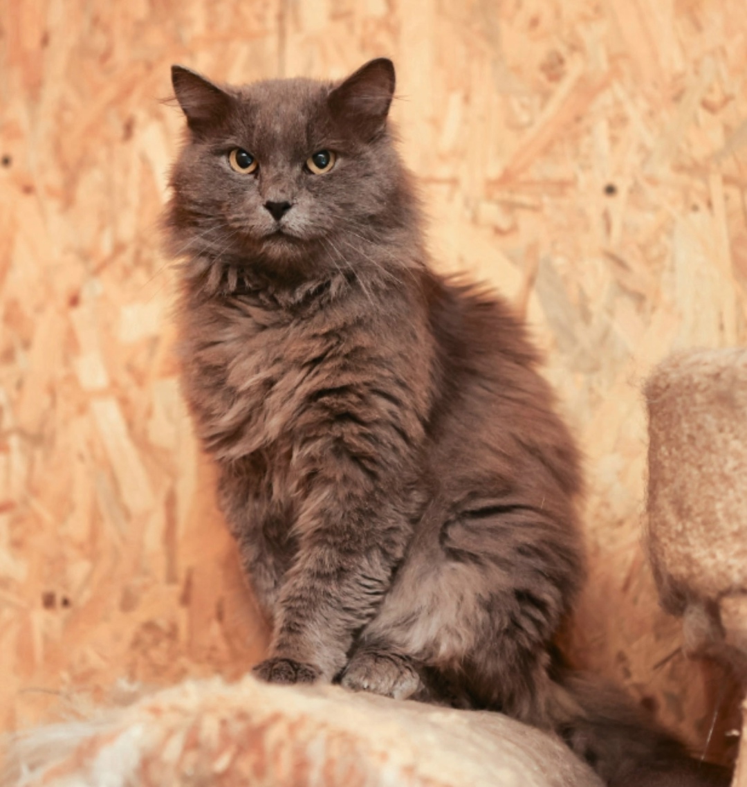 Пропала собака в Егорьевске — фото объявления