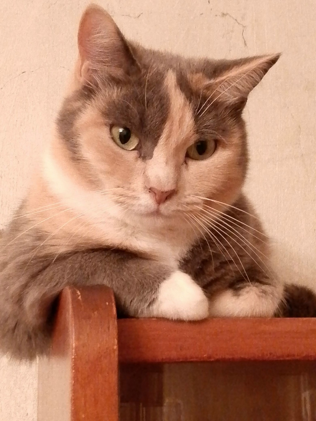 Пропала кошка в Егорьевске — фото объявления