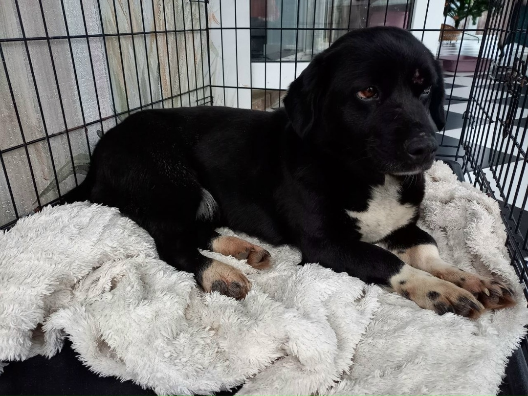 Найдена собака в Егорьевске — фото объявления