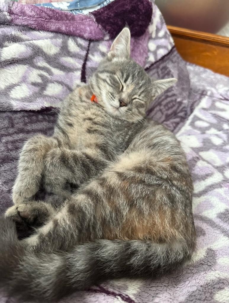 Пропала собака в Егорьевске — фото объявления