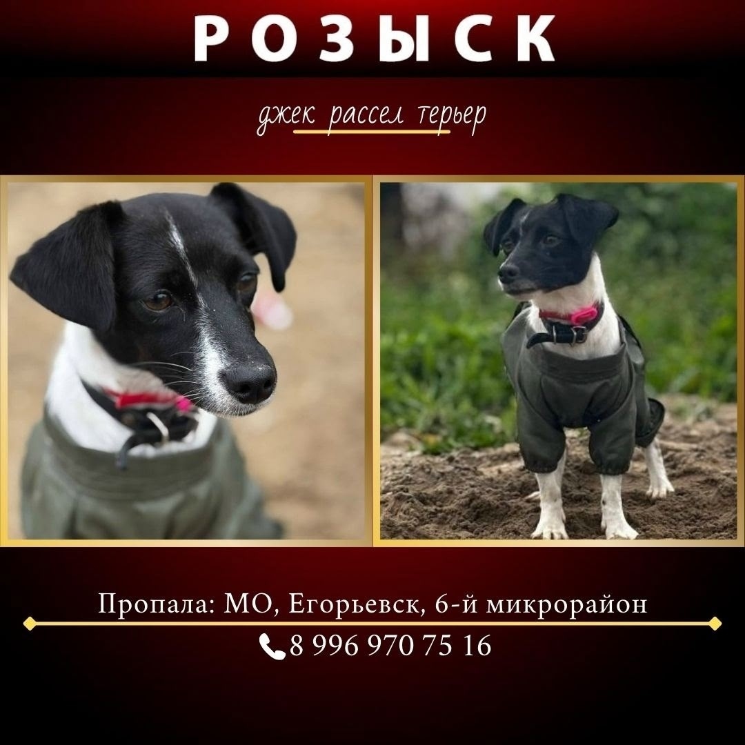 Пропала собака в Егорьевске — фото объявления