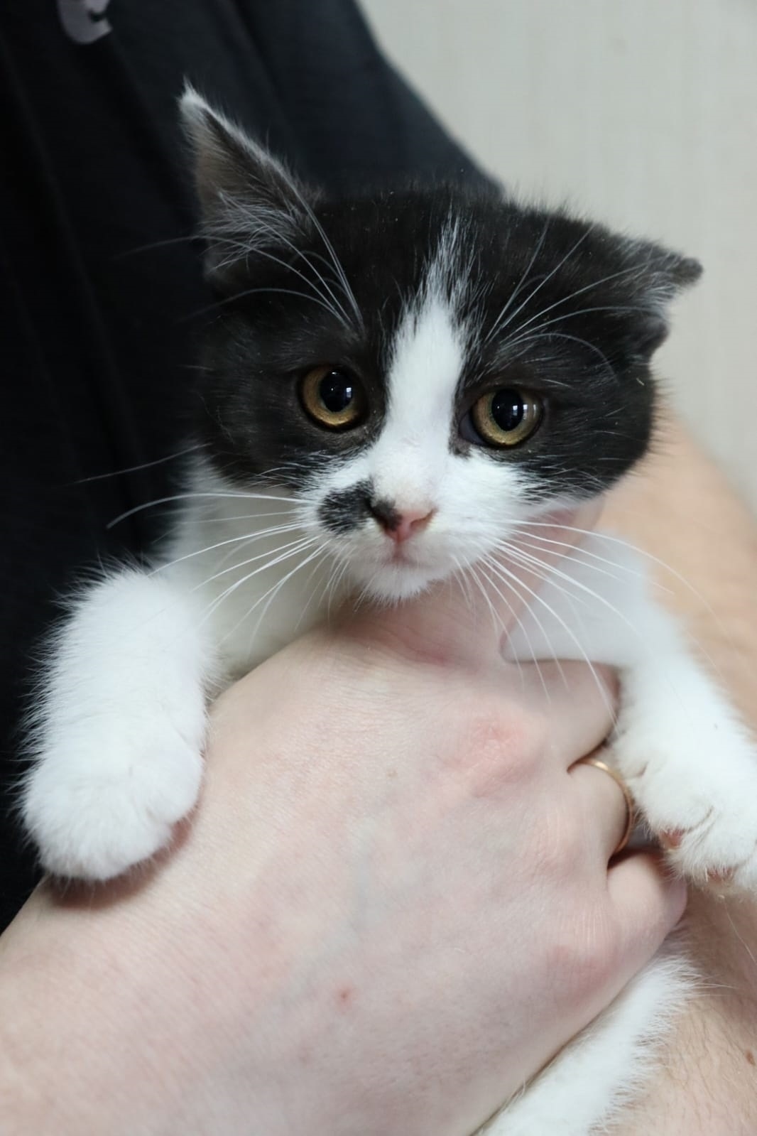 Найдена кошка в Егорьевске — фото объявления