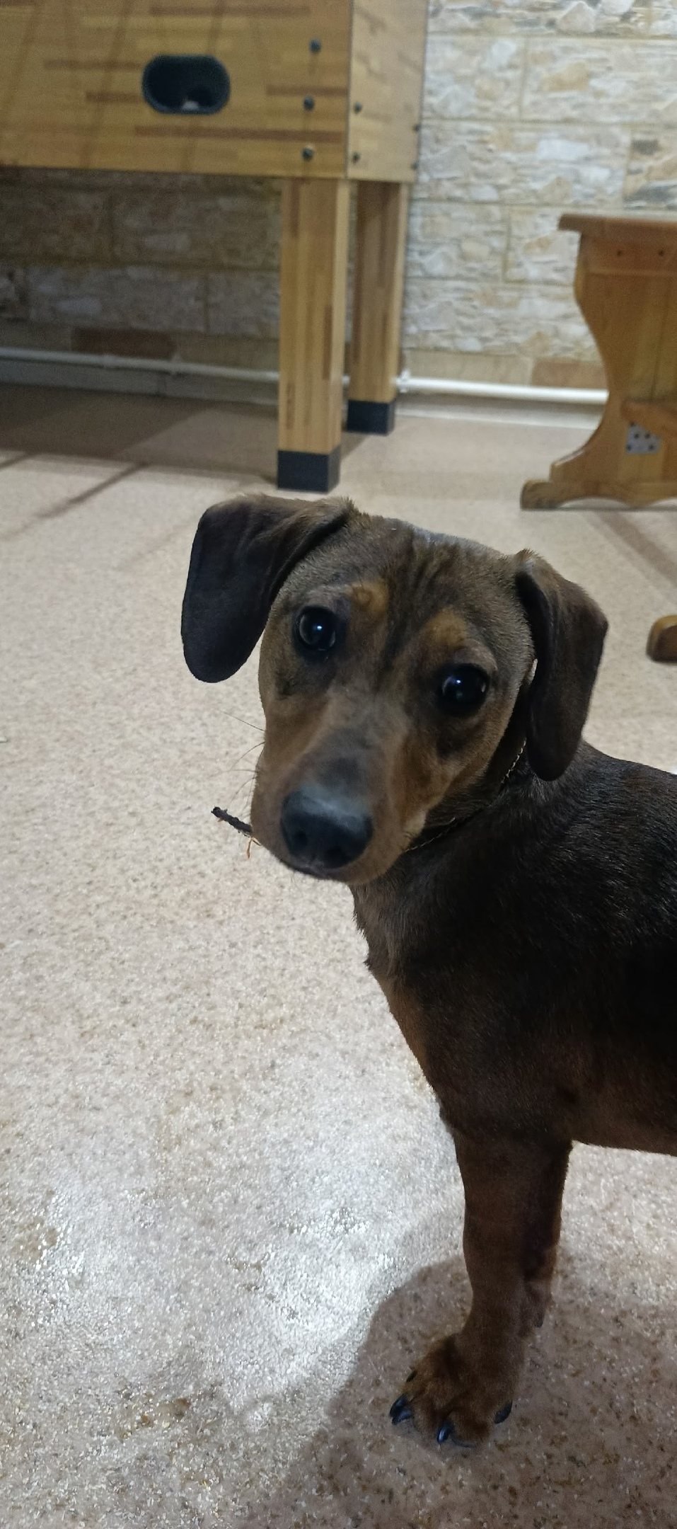 Найдена собака в Егорьевске — фото объявления