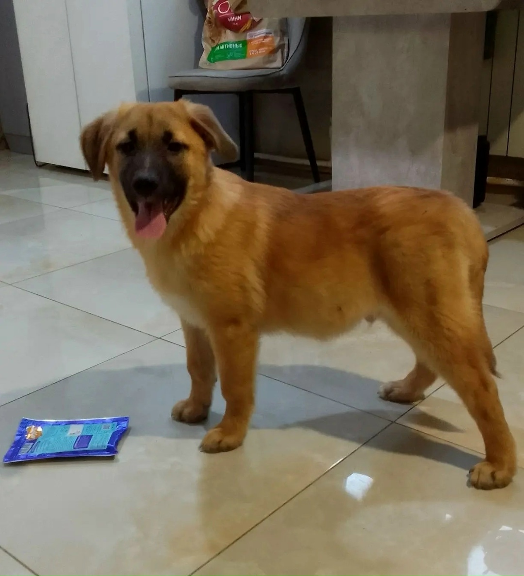 Найдена собака в Егорьевске — фото объявления