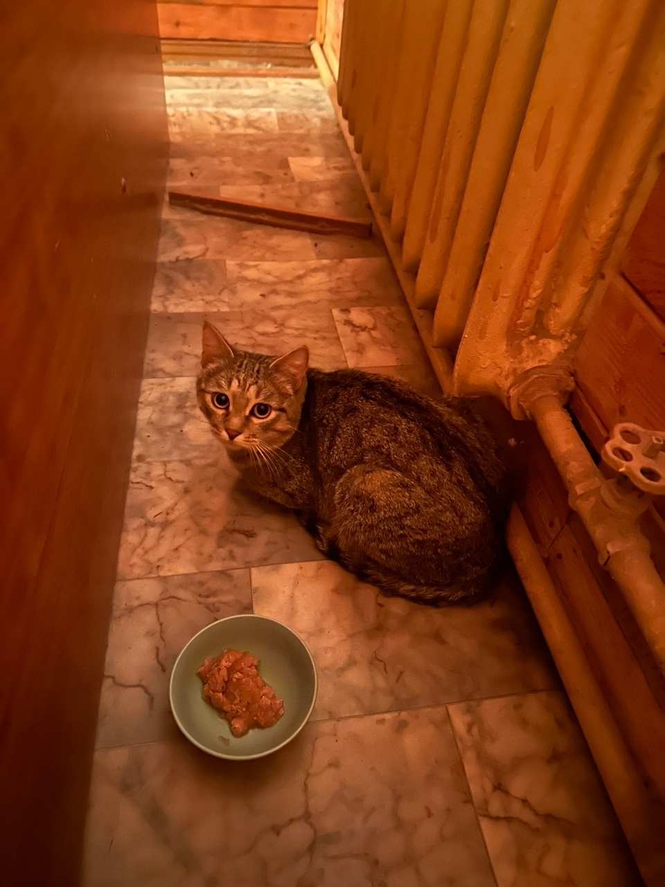 Найдена кошка в Егорьевске — фото объявления