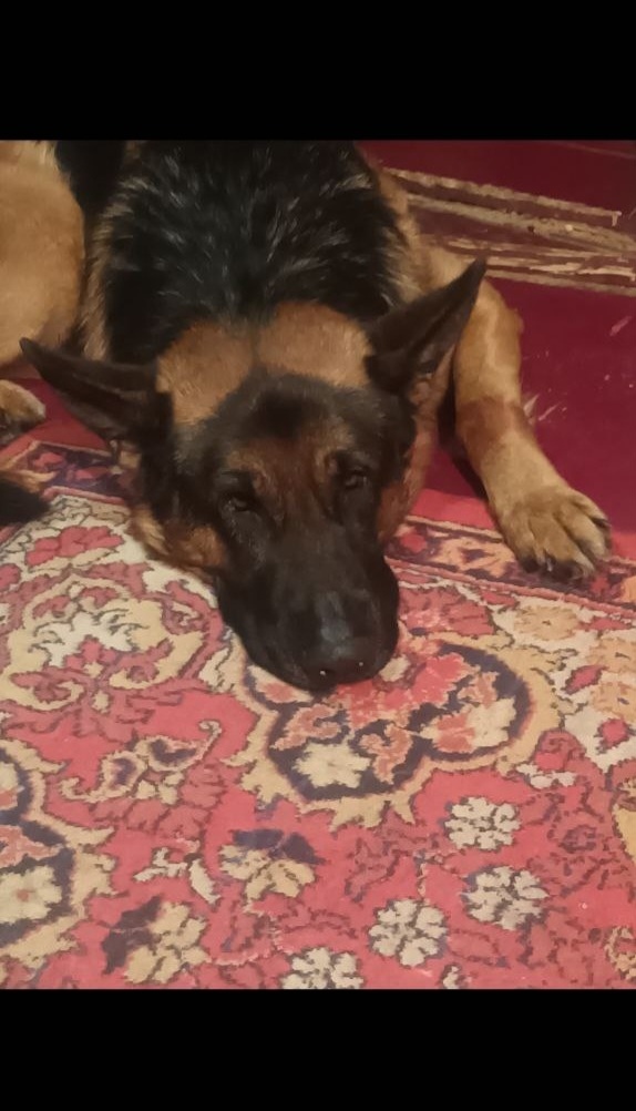 Пропала собака в Егорьевске — фото объявления