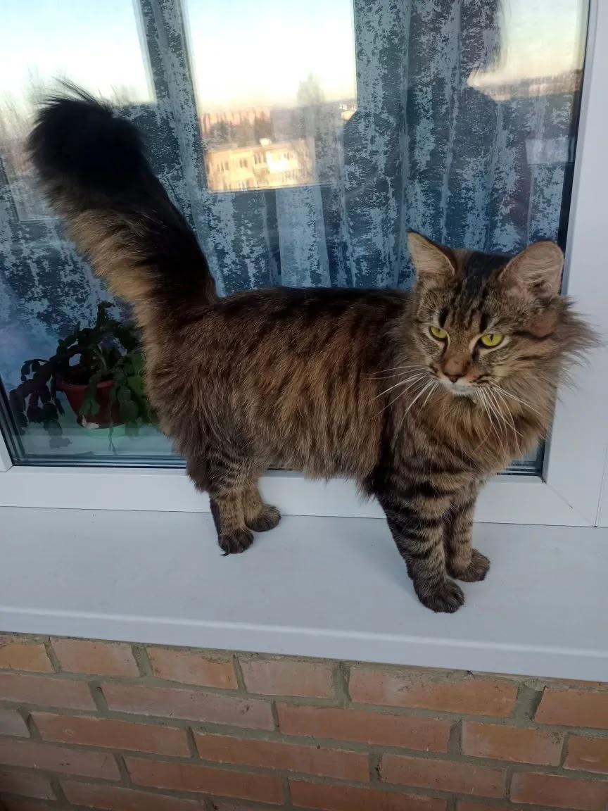 Пропала собака в Егорьевске — фото объявления