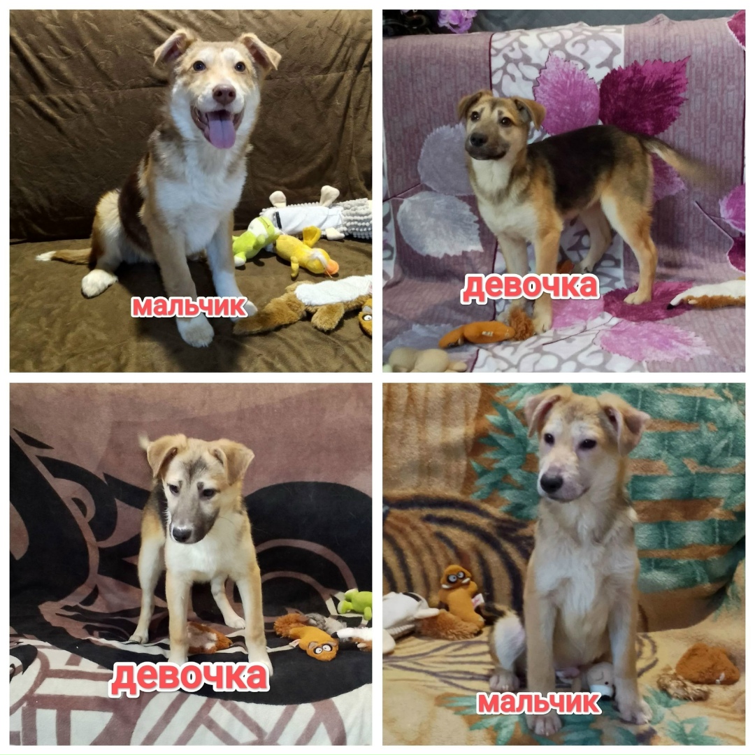 Найдена собака в Егорьевске — фото объявления