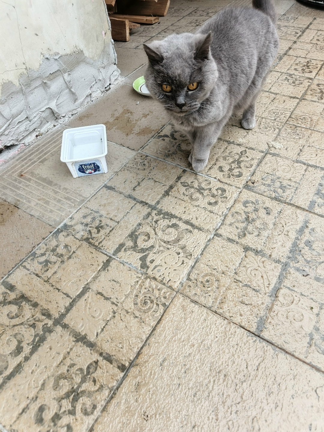 Пропала кошка в Егорьевске — фото объявления