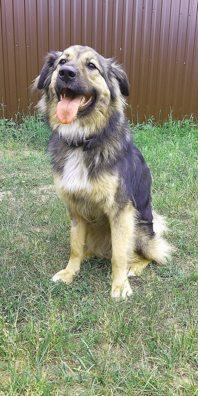 Найдена собака в Егорьевске — фото объявления