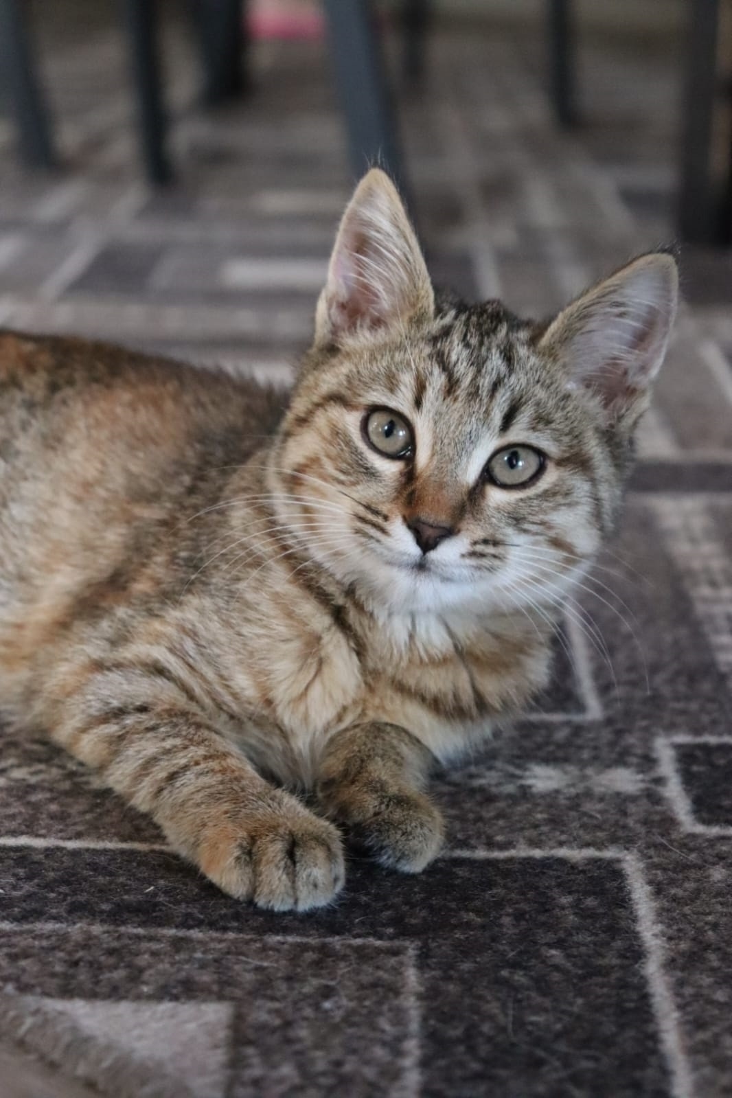 Найдена кошка в Егорьевске — фото объявления