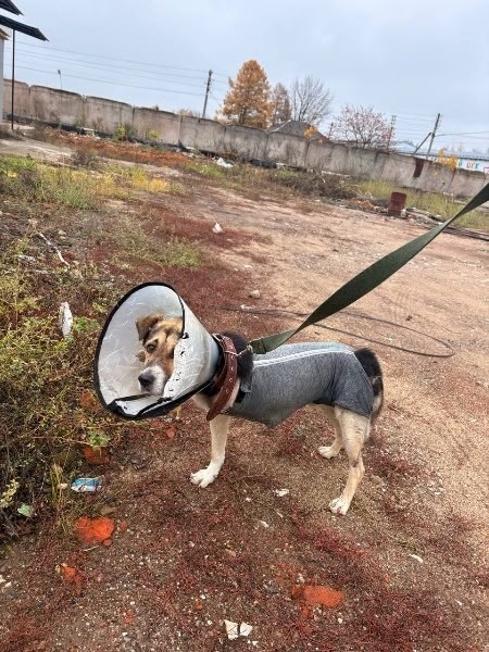 Пропала собака в Егорьевске — фото объявления