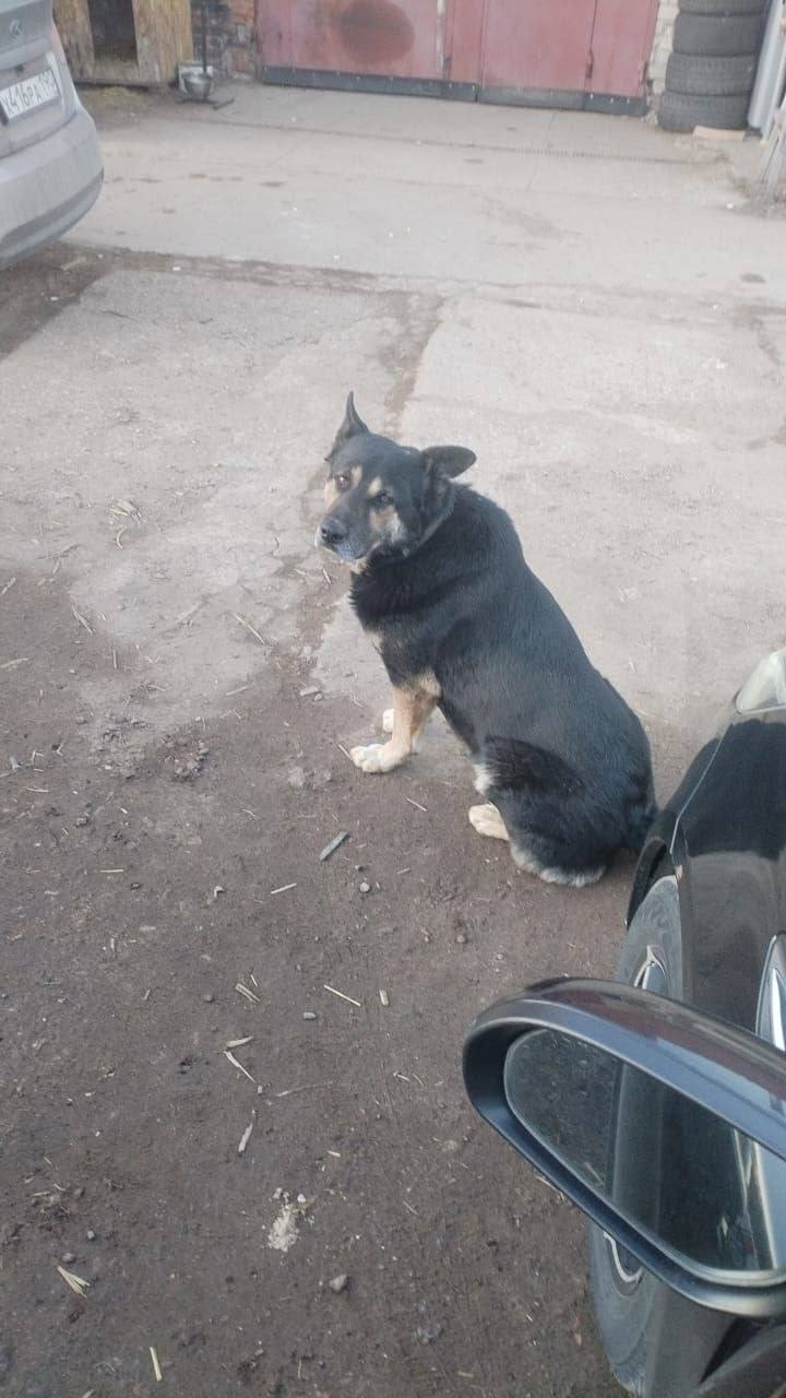 Пропала собака в Егорьевске — фото объявления