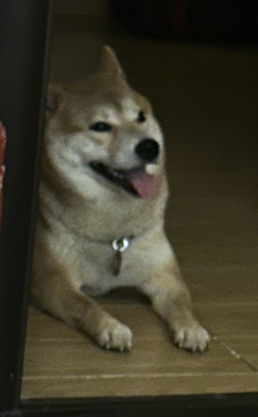 Пропала собака в Ступине — фото объявления