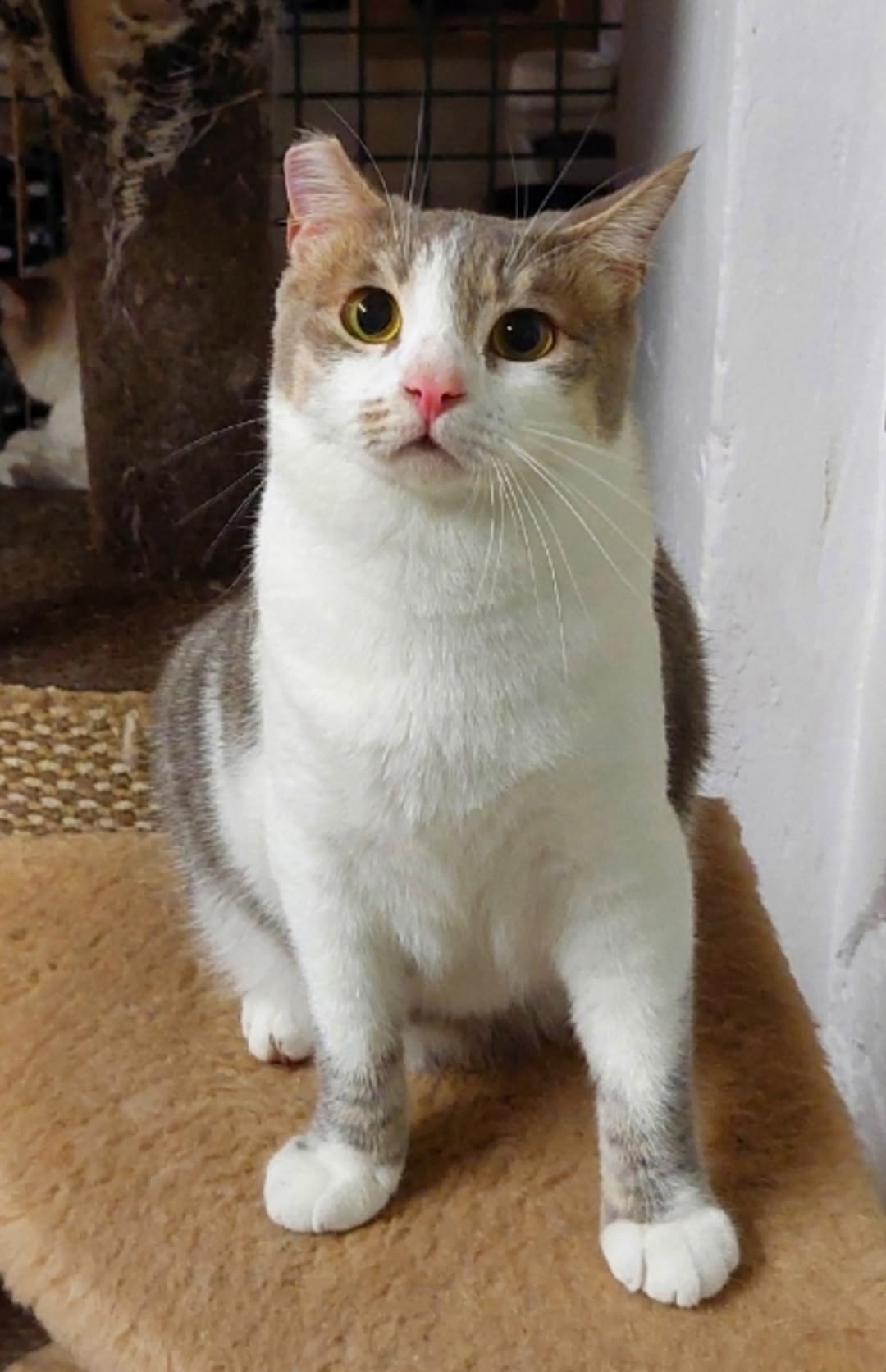 Пропала кошка в Ступине — фото объявления