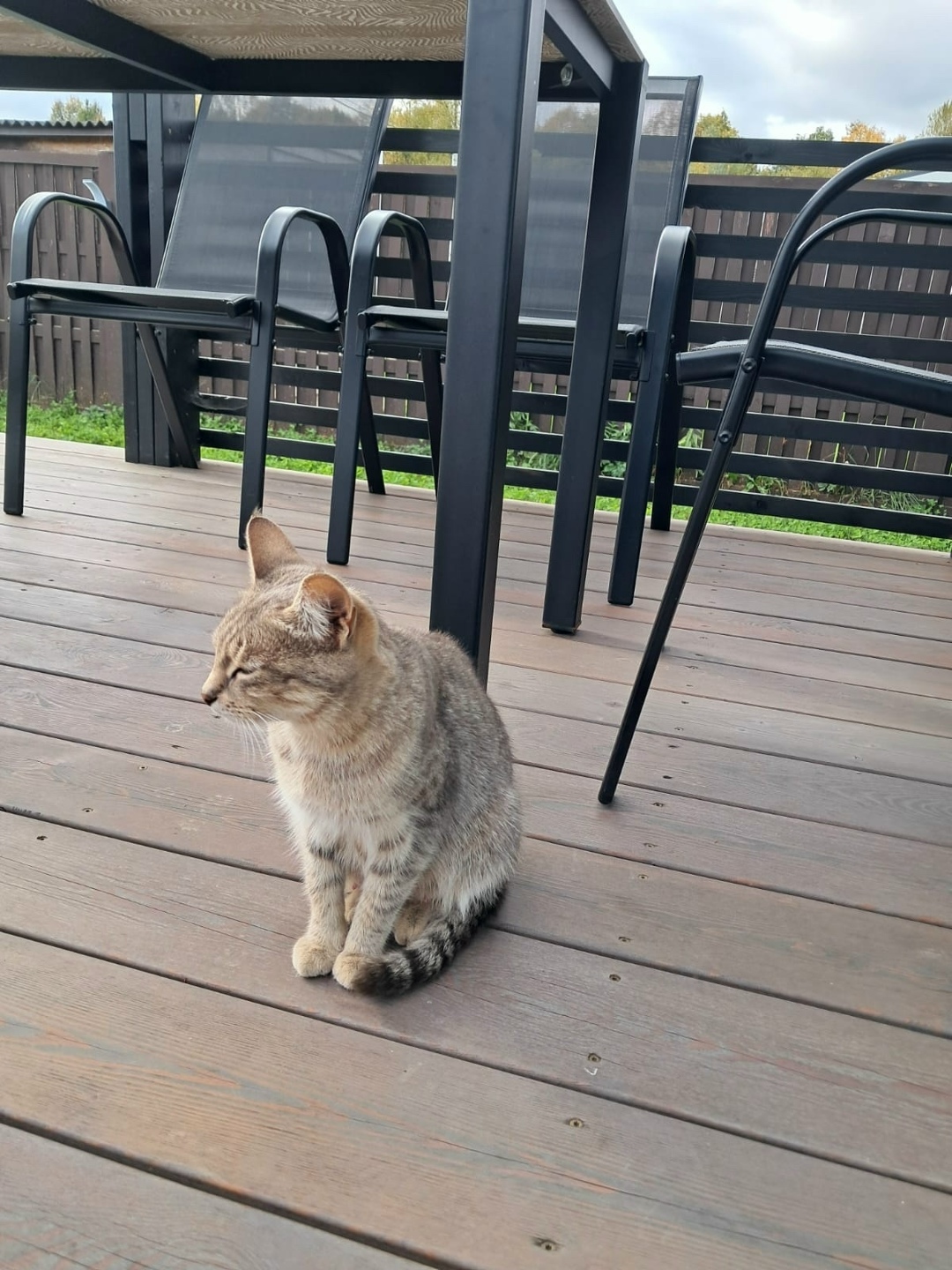 Найдена собака в Ступине — фото объявления