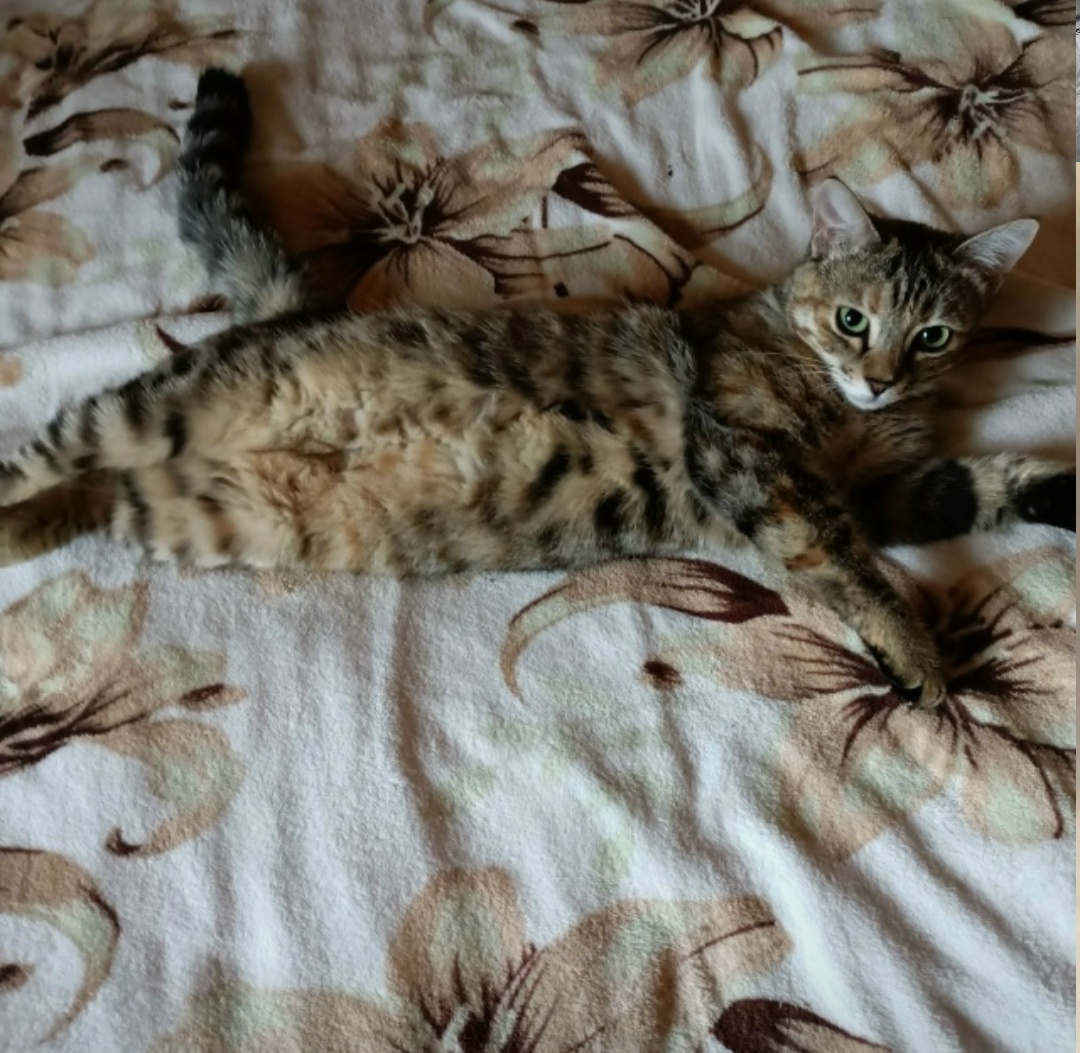 Пропала кошка в Ступине — фото объявления