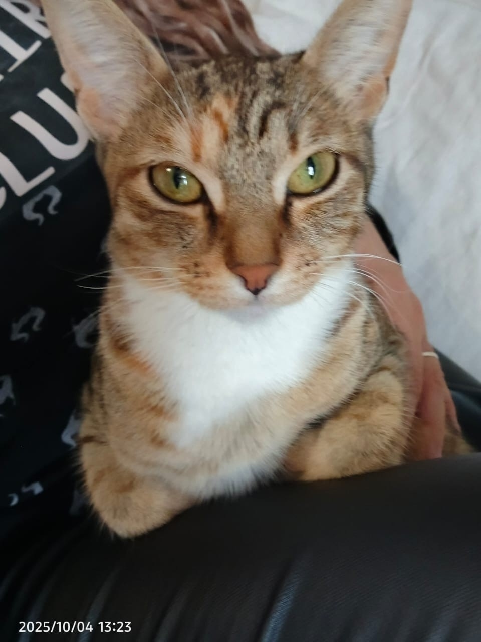 Найдена кошка в Ступине — фото объявления