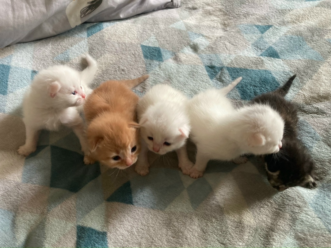 Найдена собака в Ступине — фото объявления