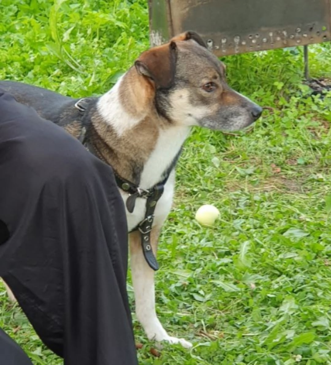 Пропала собака в Ступине — фото объявления