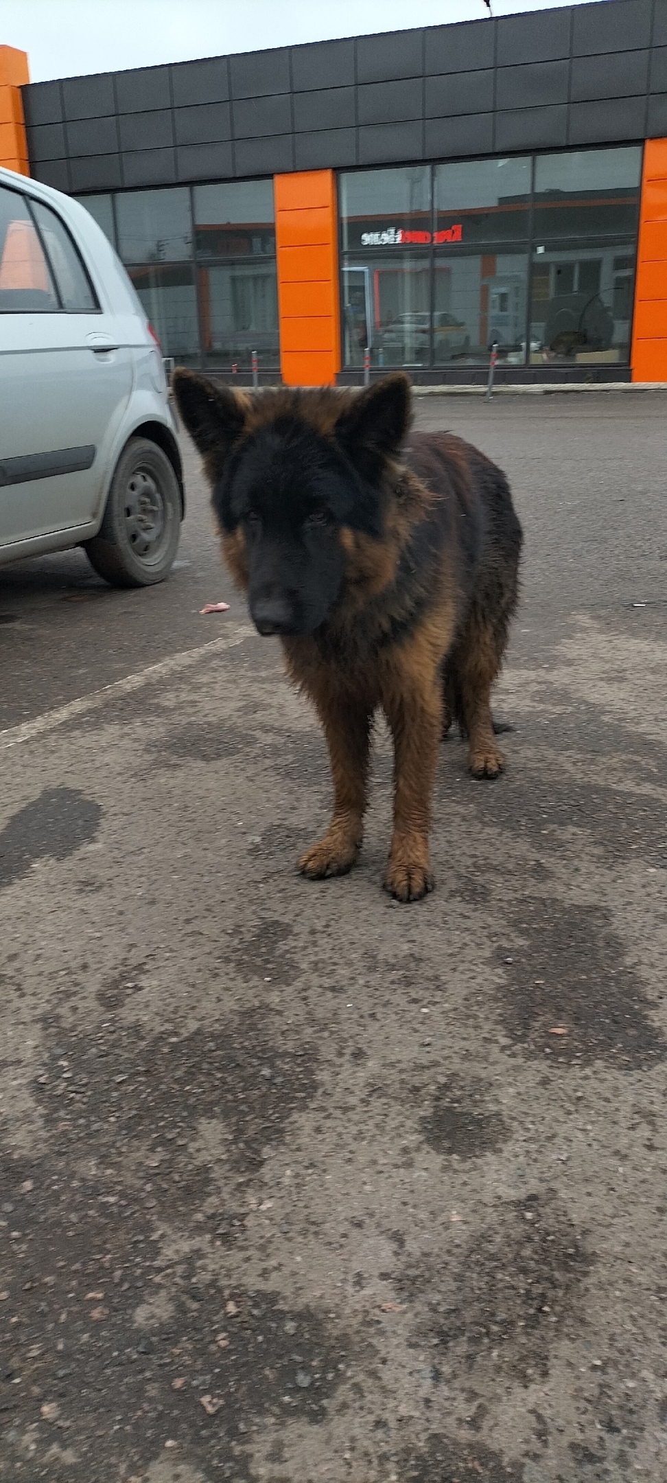 Пропала собака в Ступине — фото объявления