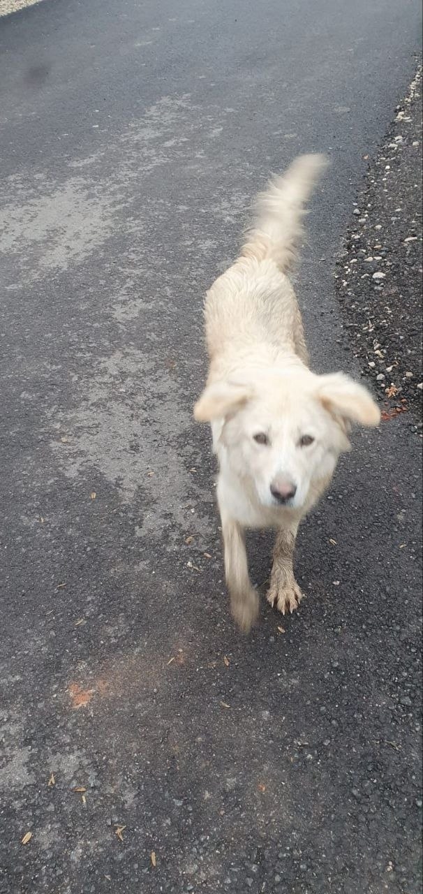 Найдена собака в Ступине — фото объявления