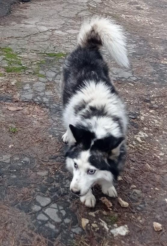 Найдена собака в Ступине — фото объявления