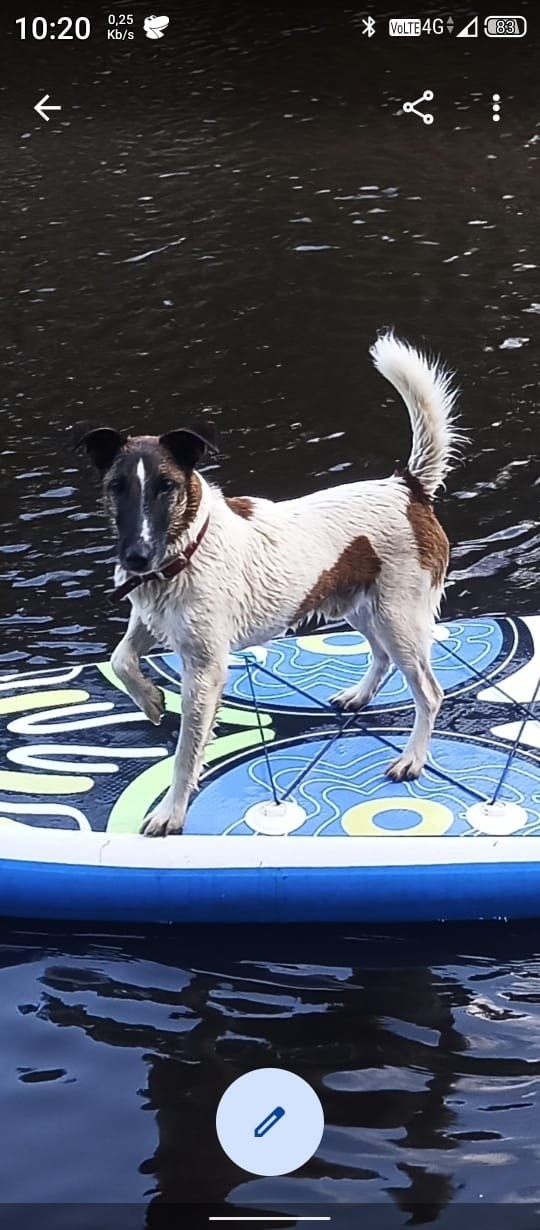 Пропала собака в Ступине — фото объявления