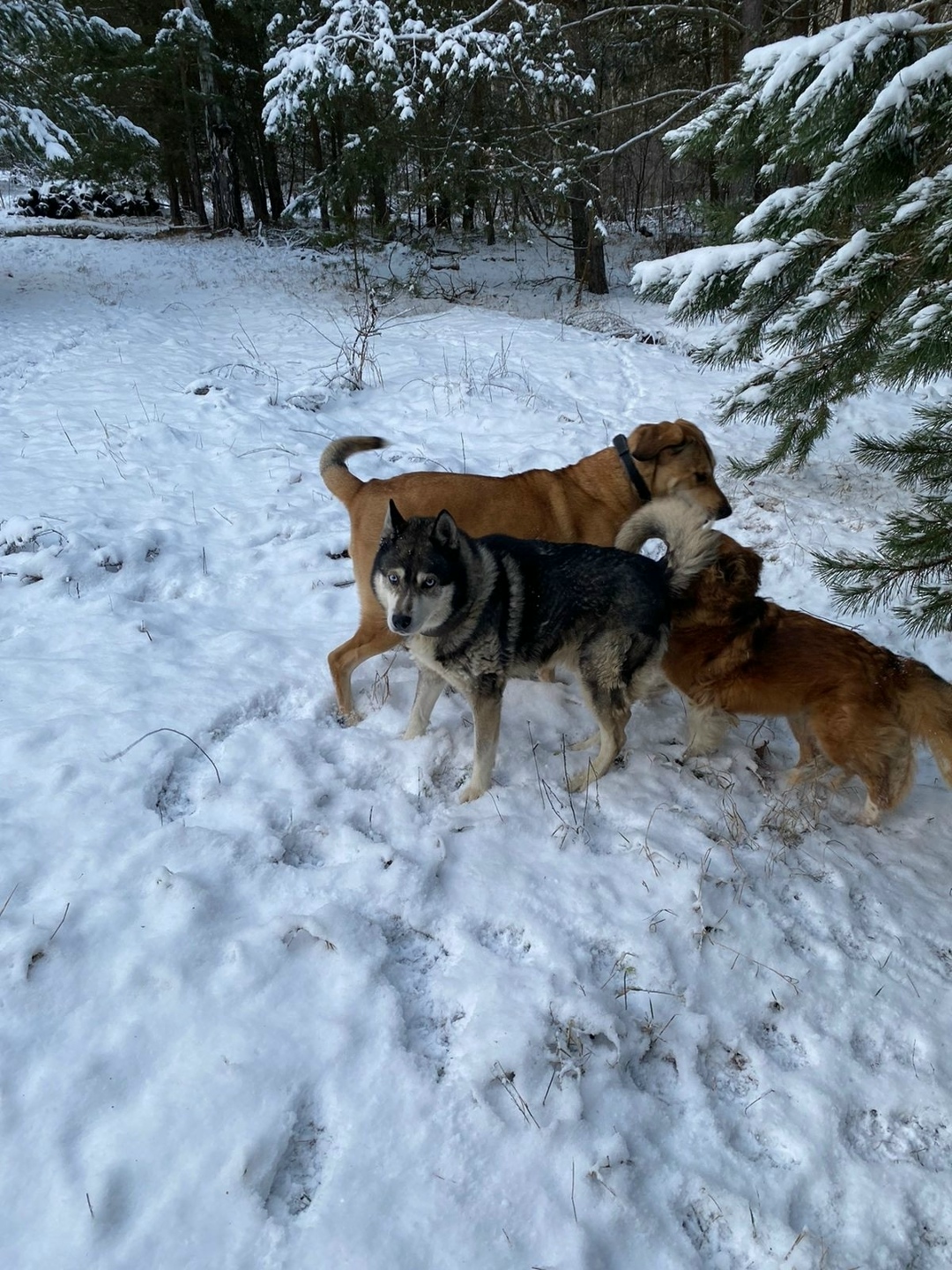 Найдена собака в Ступине — фото объявления