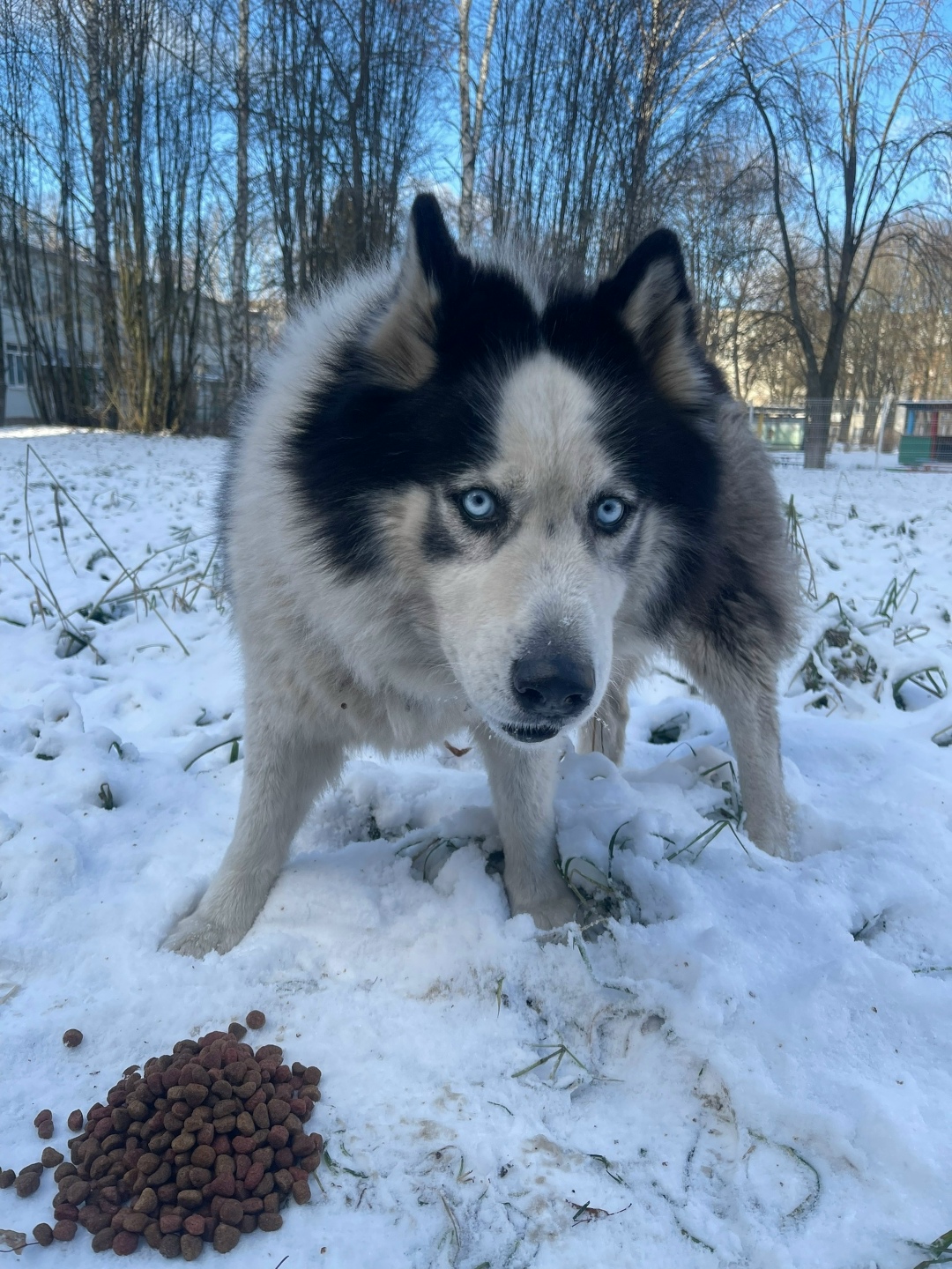 Пропала собака в Ступине — фото объявления