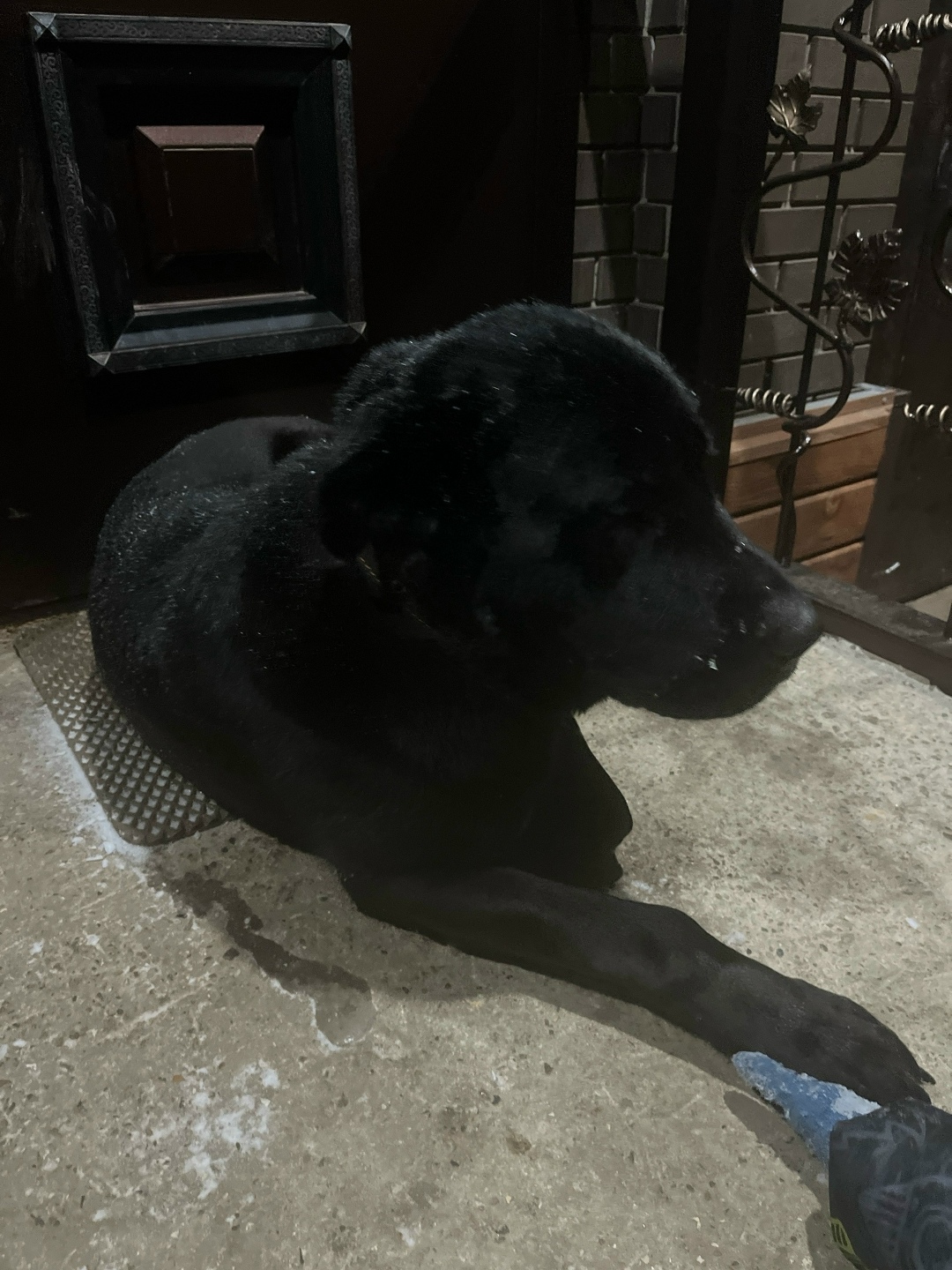 Найдена собака в Ступине — фото объявления