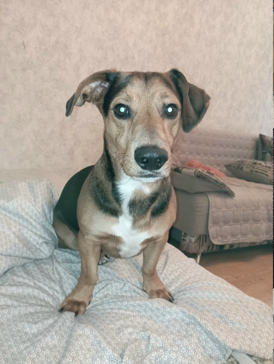 Найдена собака в Ступине — фото объявления