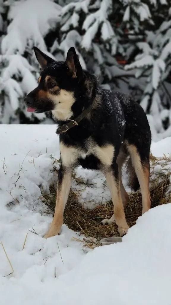 Найдена собака в Ступине — фото объявления