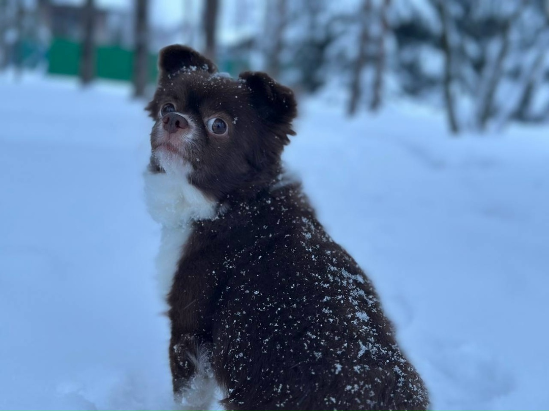 Пропала собака в Ступине — фото объявления
